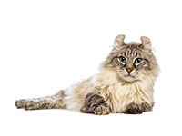 american curl